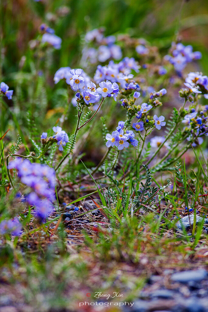 polemonium pulcherrimum 美丽花荵