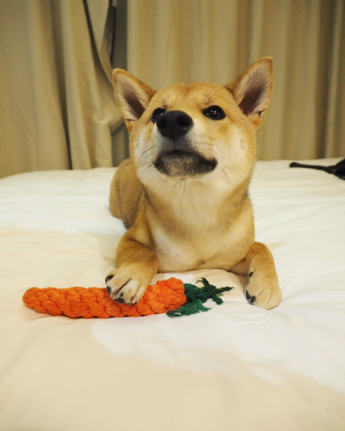 柴犬molly