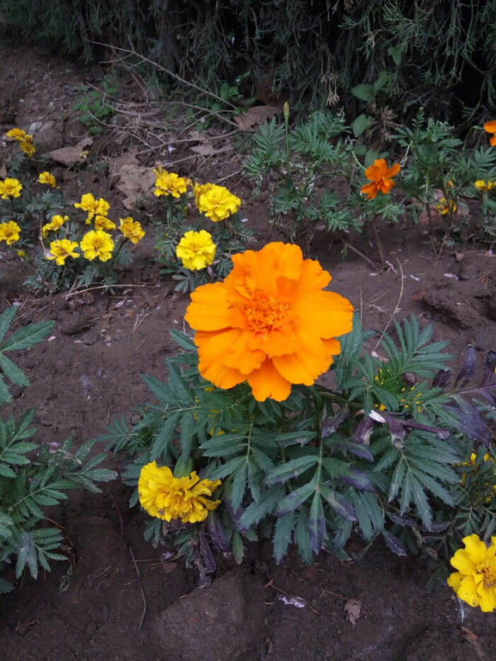 孔雀草,花期7-9月.