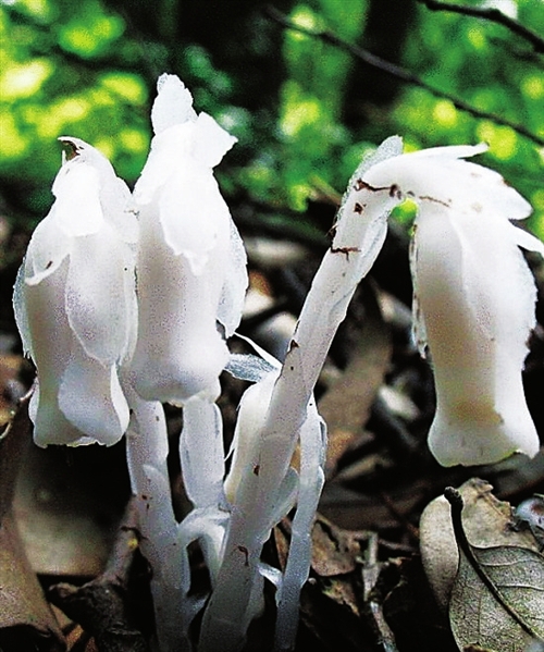水晶兰 