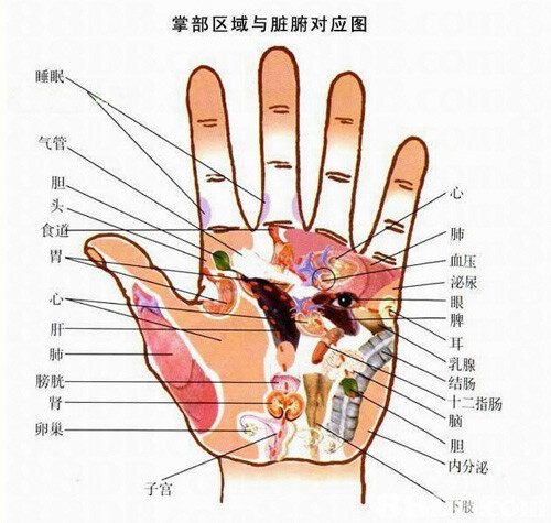 掌部区域和脏腑对应图