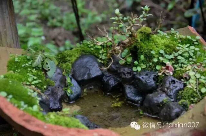 破花盆苔藓微景观