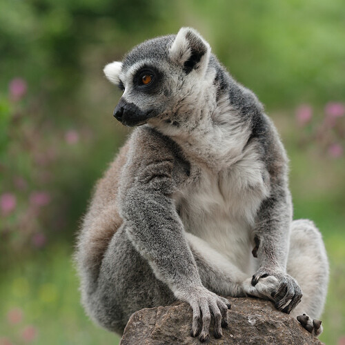 a ring tailed lemur