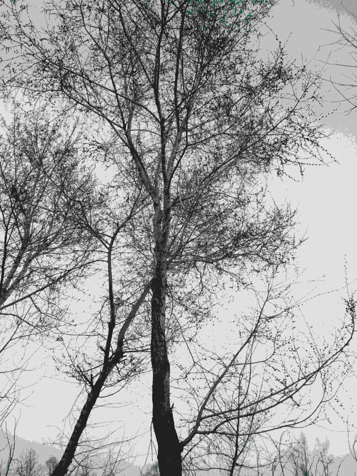黑白树 