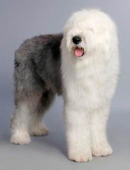 英国古代牧羊犬(old english sheepdog)是英国最古老的牧羊犬种之一