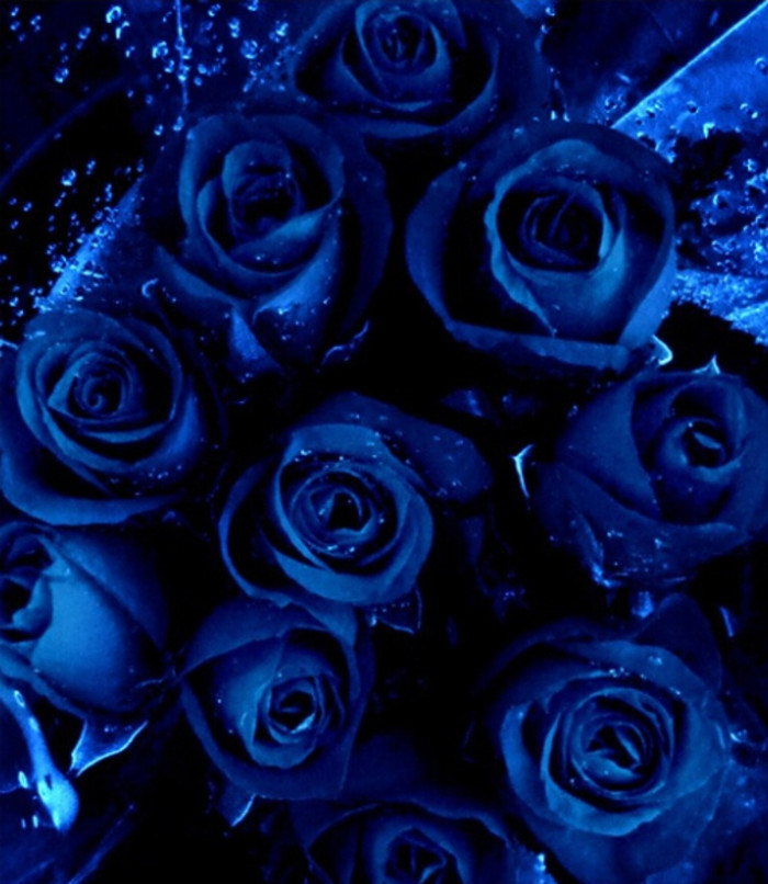 【玫.瑰.花】系列.蓝玫瑰