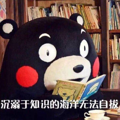 熊本熊 沉溺于知识的海洋无法自拔 0 139 刘初二  发布到  表情包