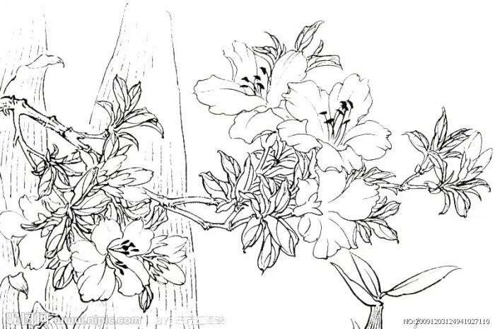 白描花卉