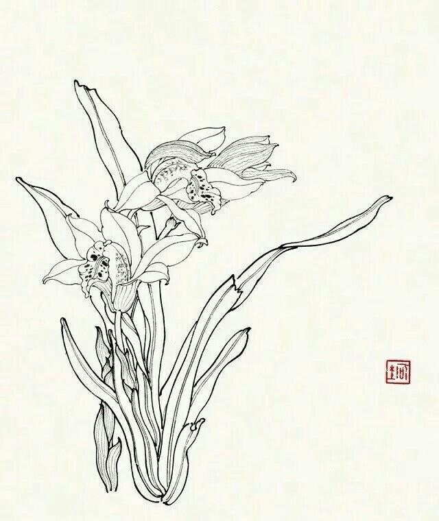 白描花卉