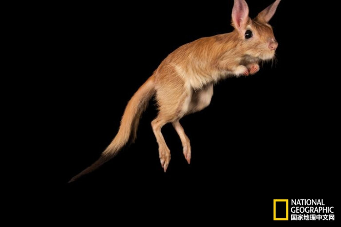 一只啮齿类动物跳兔跳向空中.
