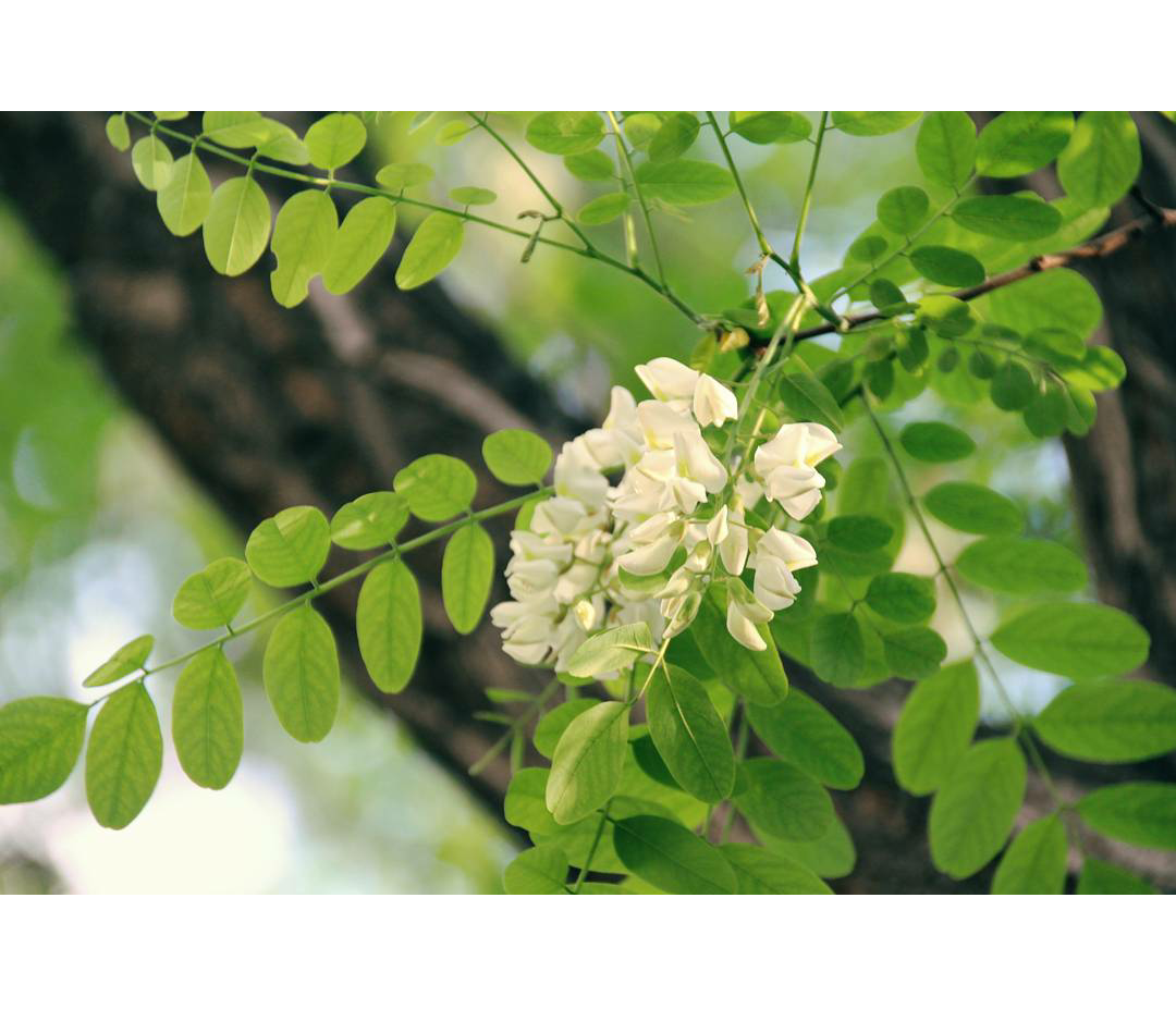 学校的槐树都开了花 空气里都是馥郁的芬芳