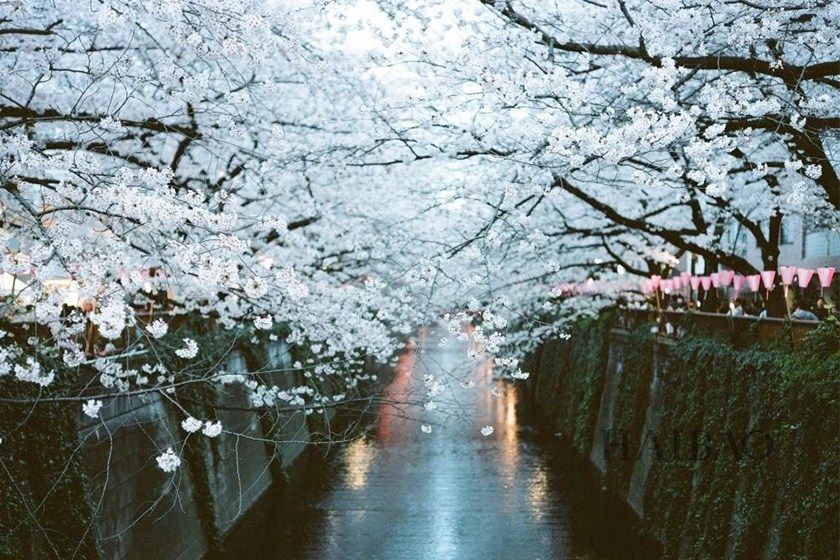 日本樱花赏