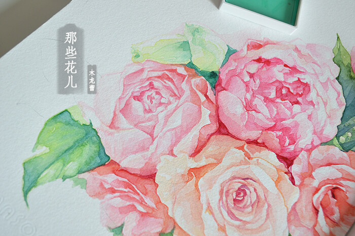 木龙蕾/绘# 那些花儿 花朵 玫瑰 芍药 手绘 水彩画 原创 小清新 插画