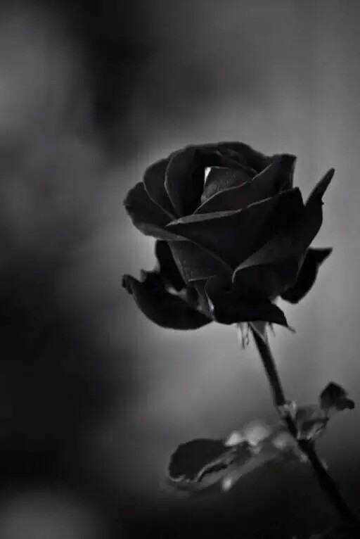 稀少种类,黑色玫瑰