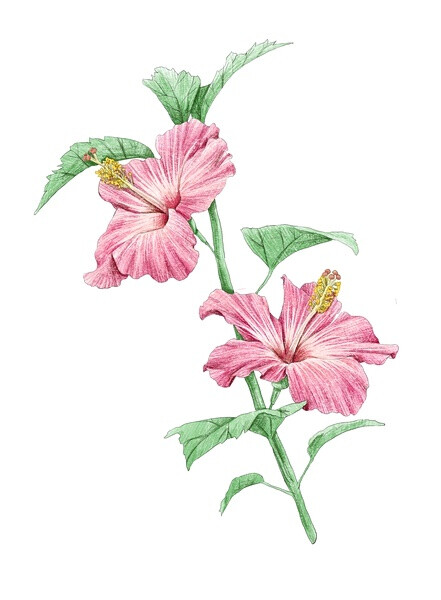 彩铅花卉 插画家园 黄秋秋