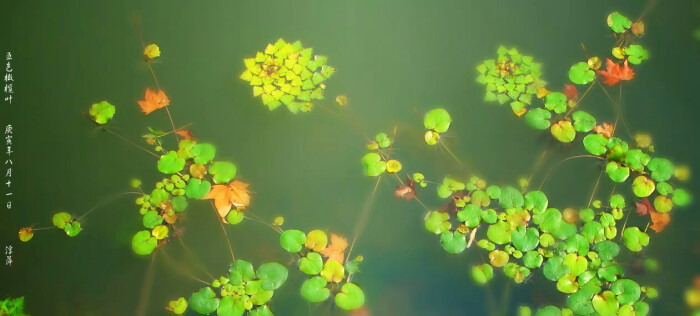 浮萍(lemna minor),又称:青萍,田萍,浮萍草,水浮萍,水萍草,是浮萍科