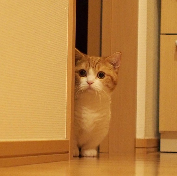 小短腿 萌萌的 可爱 kitty cat 猫 喵星人 猫咪 宠物 动物 卖萌 桌面