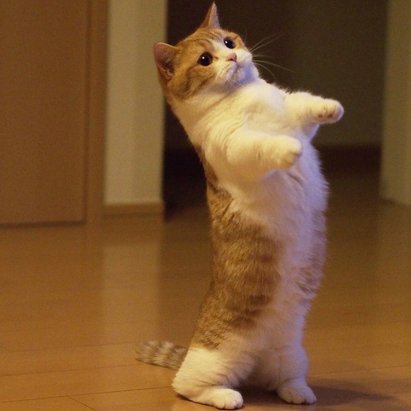 小短腿 萌萌的 可爱 kitty cat 猫 喵星人 猫咪 宠物 动物 卖萌 桌面