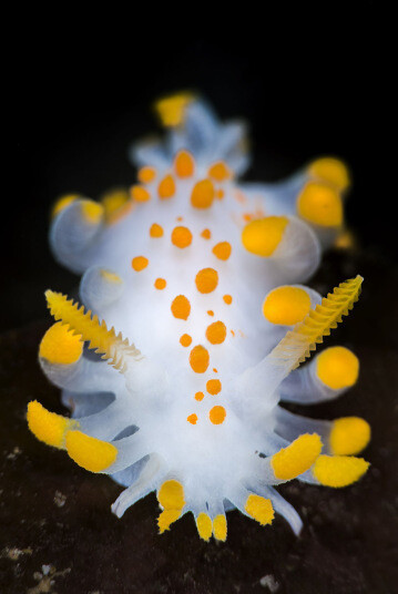 海蛞蝓 
