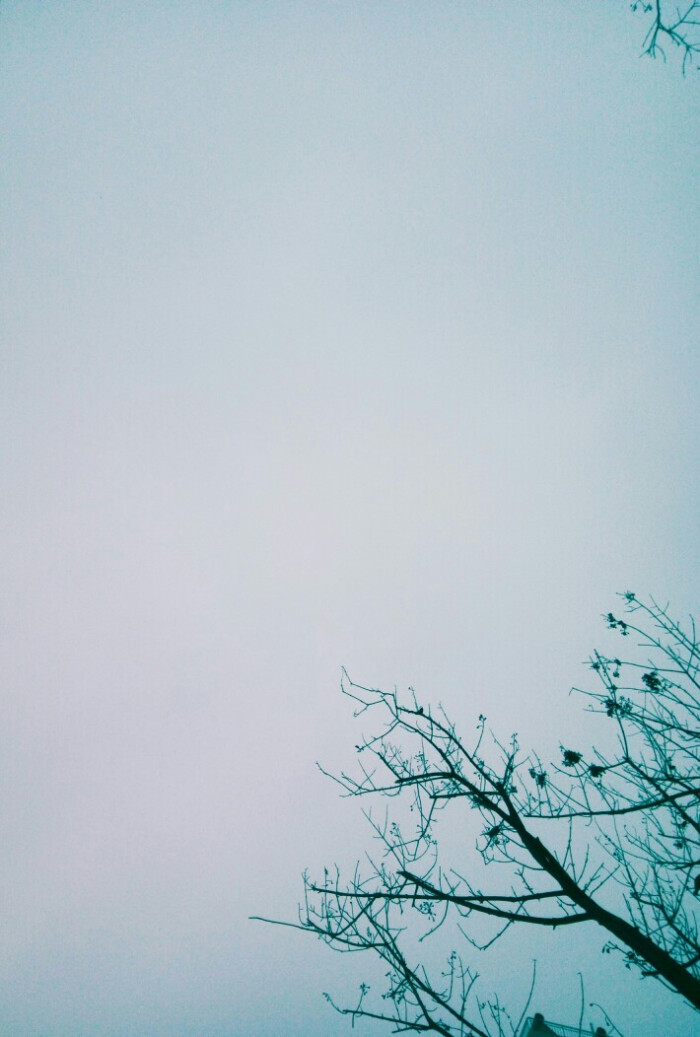 天空 淡蓝色 树云 纯色小清新森系背景壁纸