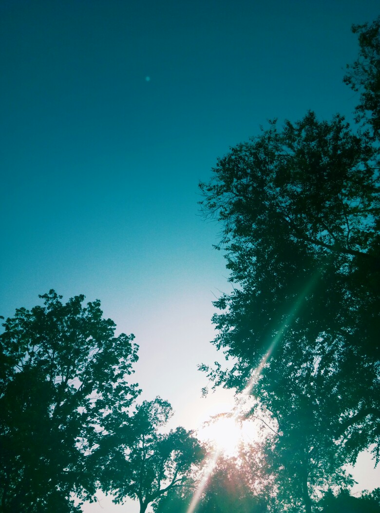 天空 淡蓝色 树云 纯色小清新森系背景壁纸