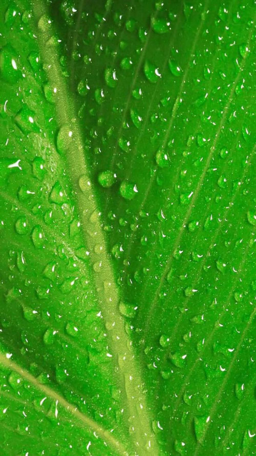 『yl』 绿色 植物 护眼 鲜花 高清 壁纸 〔自己找的,或有相同〕
