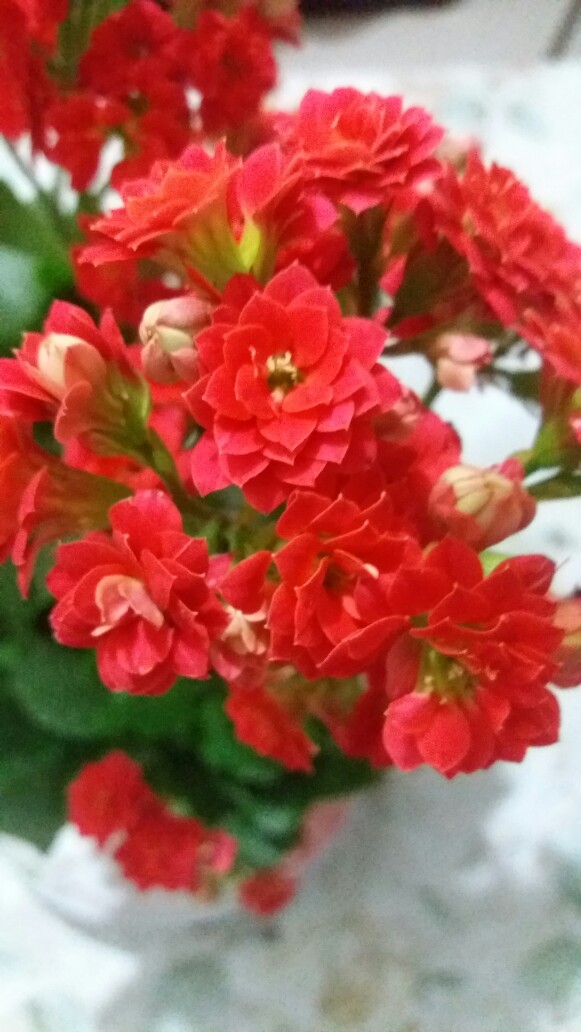 圣诞伽蓝菜(学名:kalanchoe blossfeldianapoelln.):又名"长寿花".