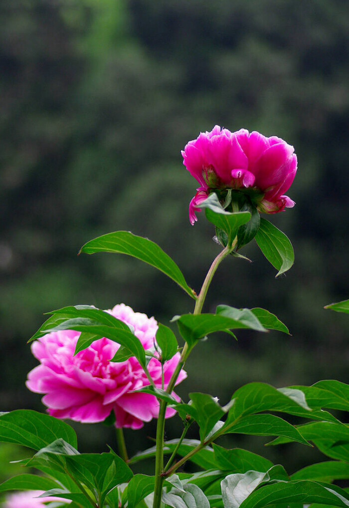 芍药梢头碧月珠,花气袭人夜染露. 逍遥闲花闭月出,羞于牡丹开一处.