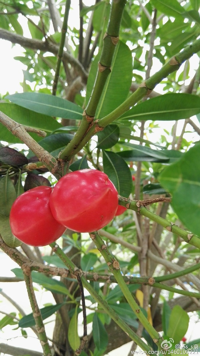 玫瑰木,夹竹桃科,果实虽然美但是有剧毒