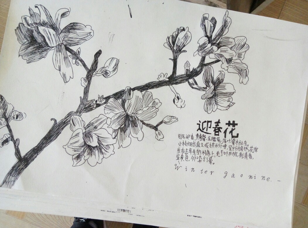 迎春花 