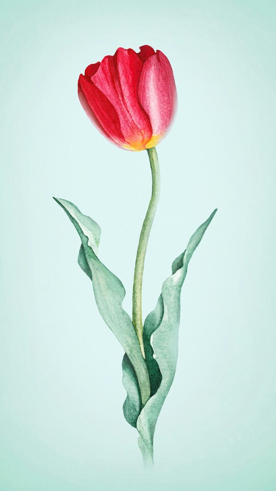 花朵壁纸