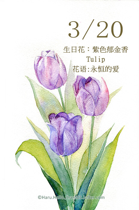 haru.hello. 3.20 生日花:紫色郁金香