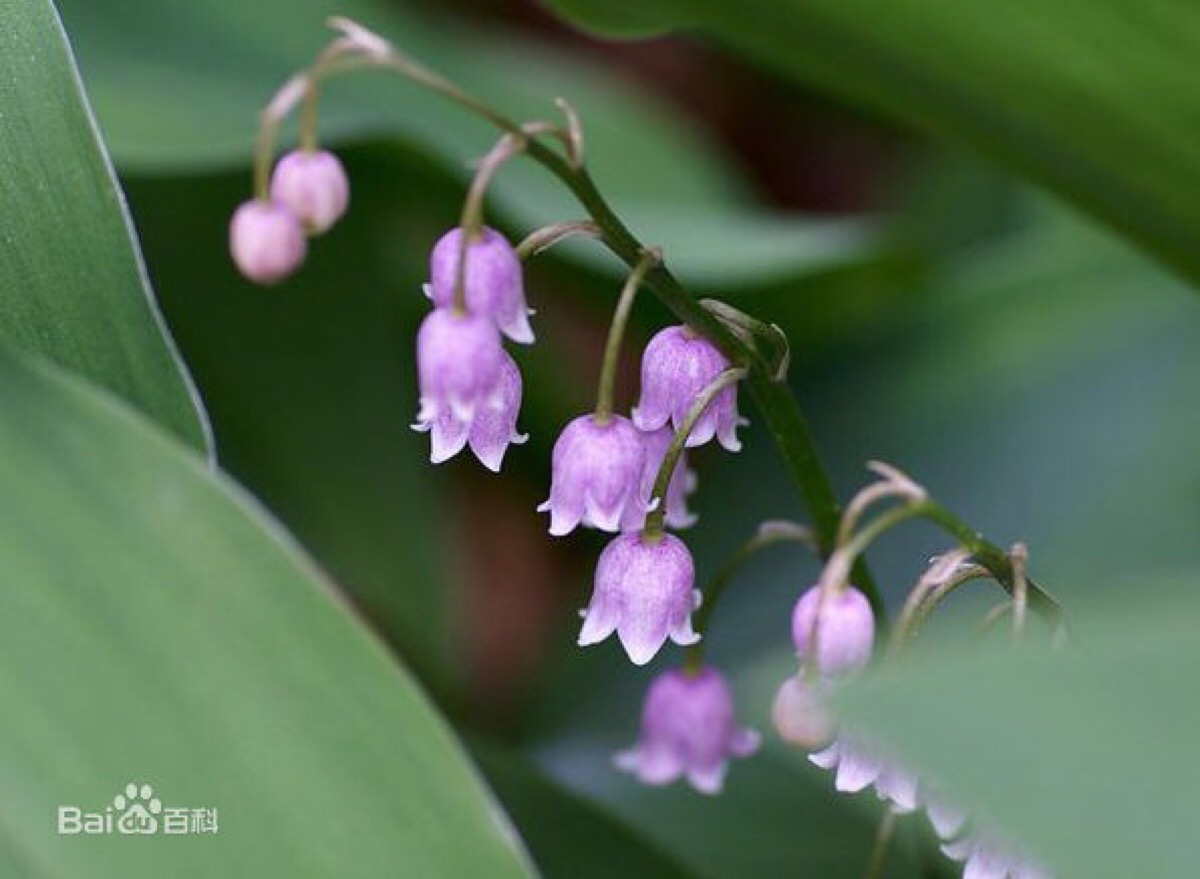 红花铃兰