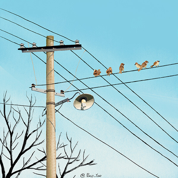 paco_yao 原创插画 禁止商用《七里香》窗外的麻雀在电线杆上多嘴