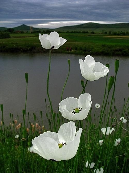 white poppies 白色罂粟