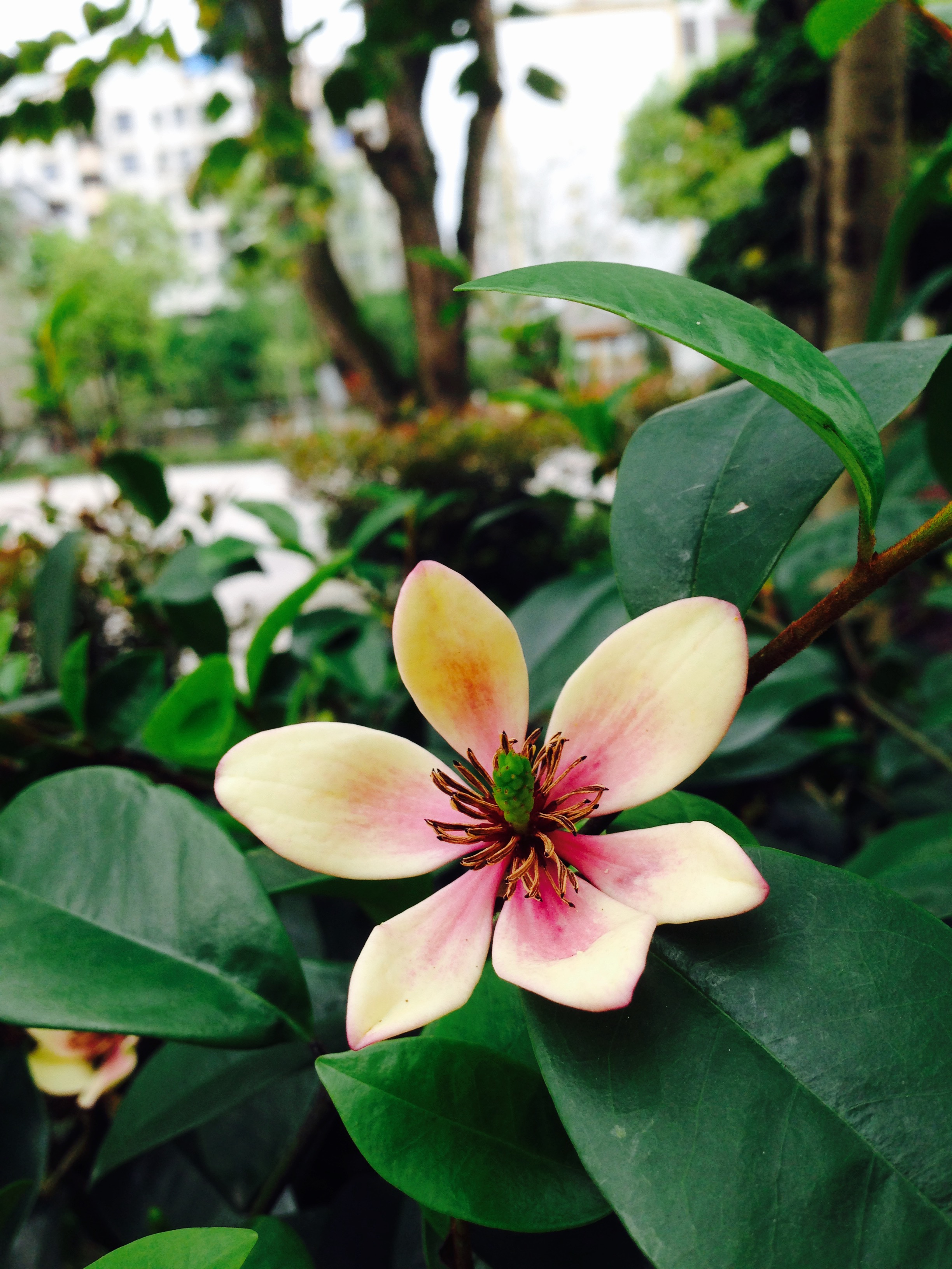 学校里的花,显然我不知道是什么花