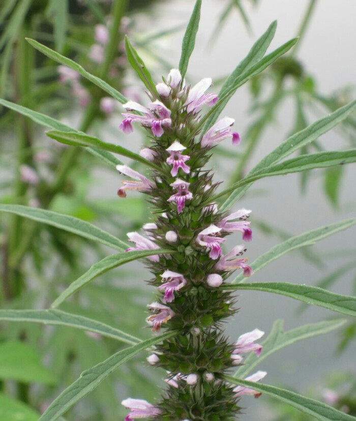 hu f 别称益母蒿,益母艾,红花艾,坤草,野 天麻,玉米草,灯笼草,铁麻干