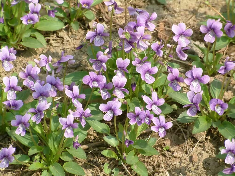 紫花地丁(学名:viola philippica),别名野堇菜,光瓣堇菜等.