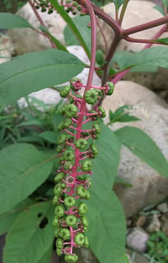 中文学名胭脂草界植物界科商陆科属蕾芬属种胭脂草