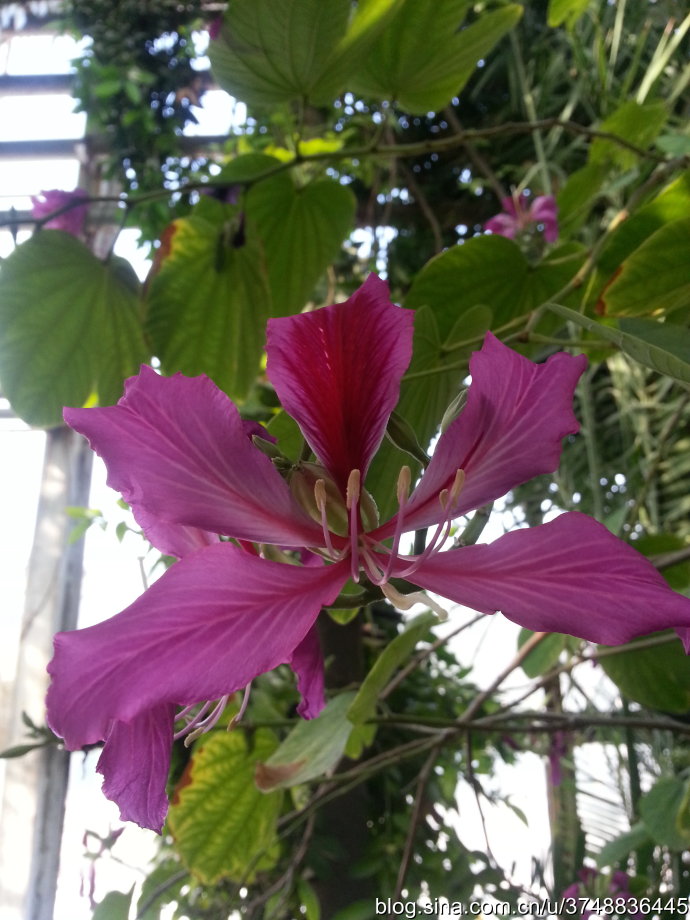 【石之若璞-花事-冬日觅花影—香港市花—洋紫荆