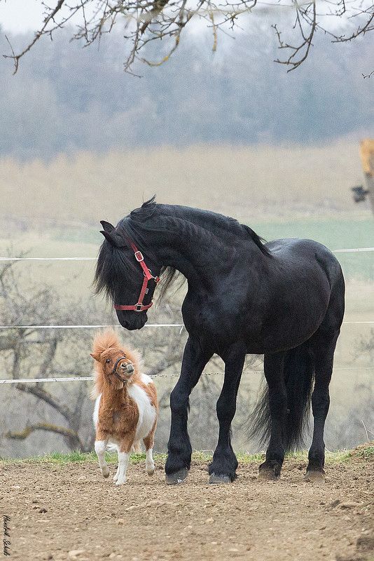 因为世界上还有类似于shetland pony 这样的一群小短腿,萌的没有重点