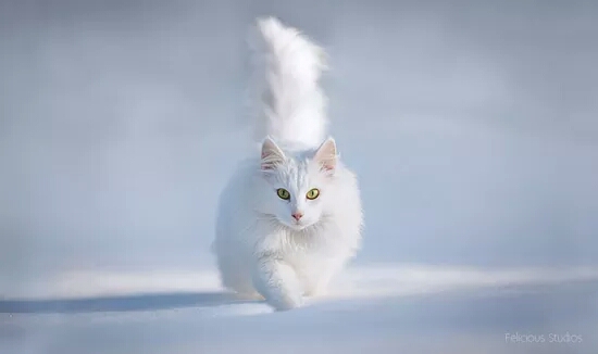 白色挪威森林猫