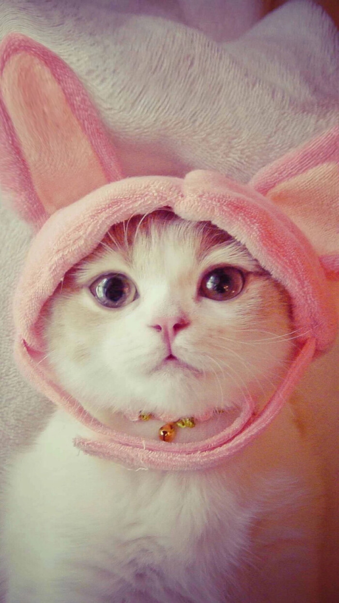 超萌可爱猫咪 粉色壁纸