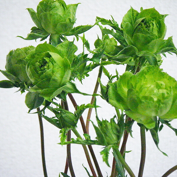 日本月季·结绿珍(コンキュサーレ),一个真正拥有绿色花瓣的品种,"