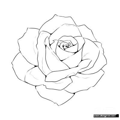 玫瑰,线描稿,白描稿