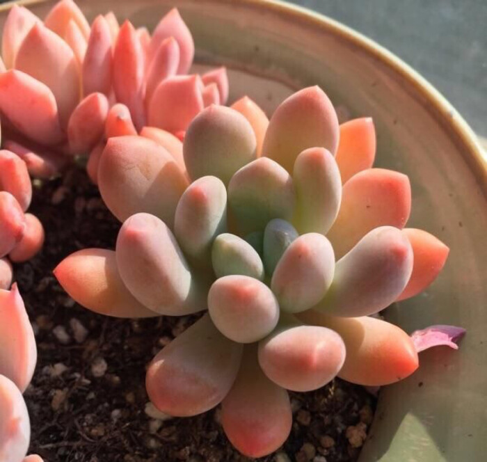 灯美人【微信公众号:多肉植物的坑】