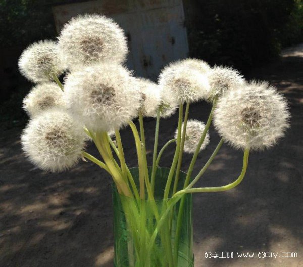 非常喜欢绒球花型的蒲公英花,使用神奇而简…-堆糖