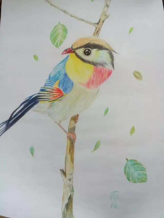彩铅画:小鸟