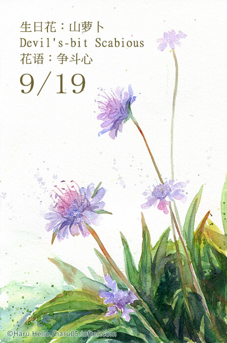 19 生日花:山萝卜