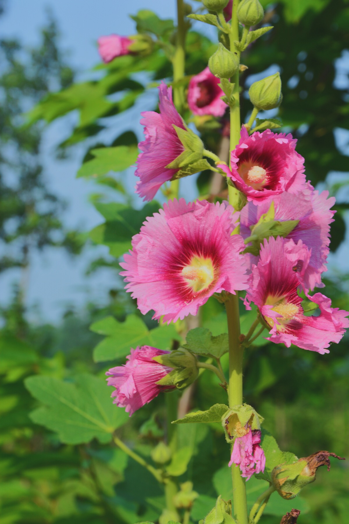 听说叫芙蓉花,真美的名字